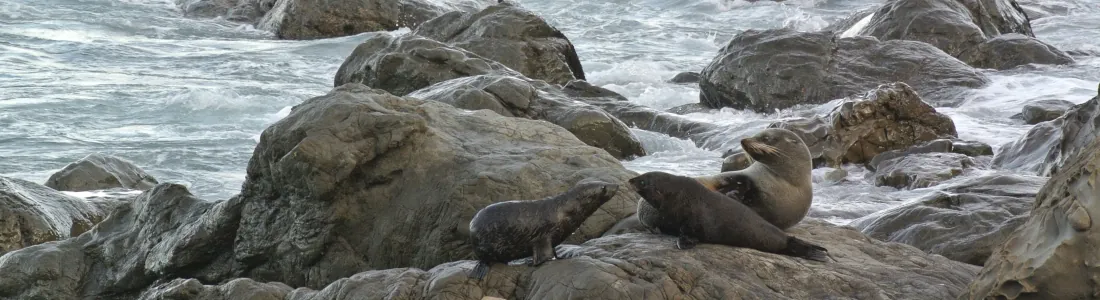 Kaikoura